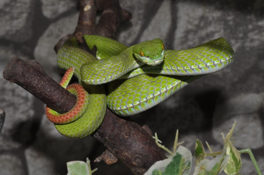 Nature Intérieur,Parc animalier,Animaux Se fasciner pour les reptiles au Terrarium de Kerdanet