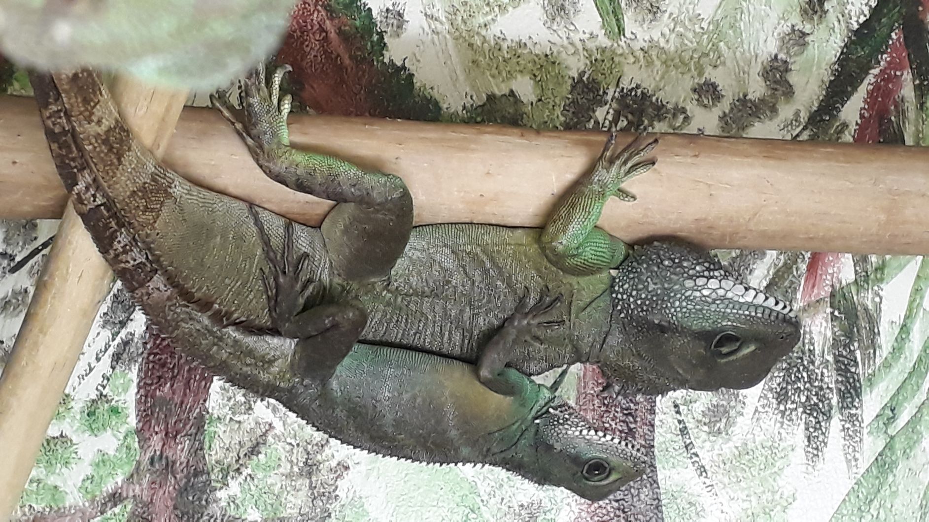 Nature Intérieur,Parc animalier,Animaux Se fasciner pour les reptiles au Terrarium de Kerdanet