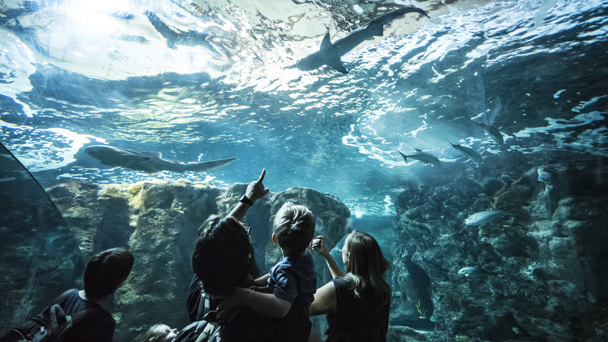 Nature Animaux,Aquarium,Intérieur,Anniversaire Cinq bonnes raisons d'aller à Océanopolis