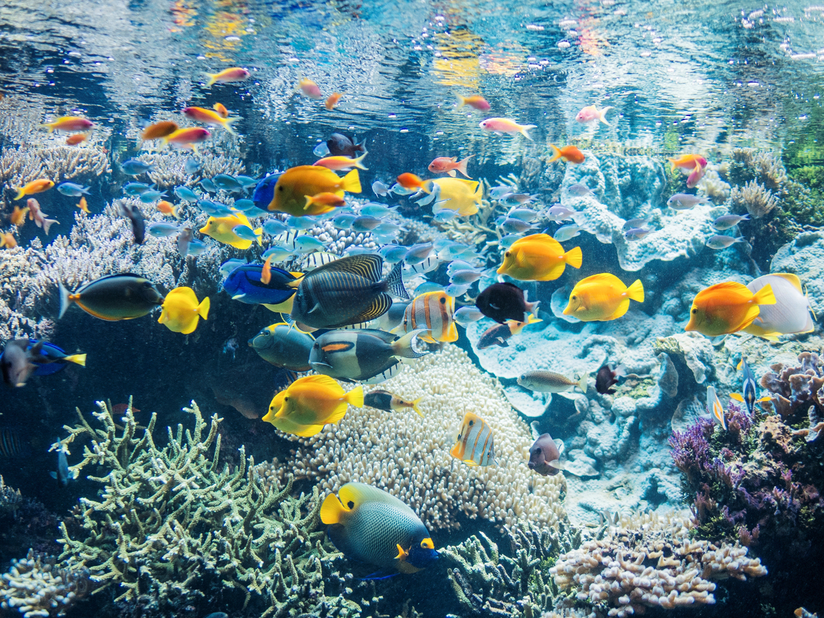 Nature Animaux,Aquarium,Intérieur,Anniversaire Cinq bonnes raisons d'aller à Océanopolis