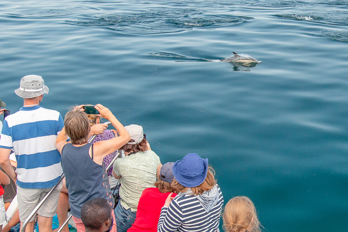 Nature Extérieur,Anniversaire,Activité aquatique Observer des dauphins avec les croisières Faune océan